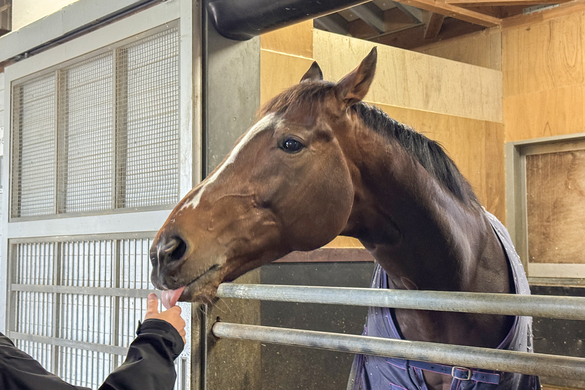 2026年は午年！滋賀県で”うまくいく”一年を～滋賀の馬文化まとめ