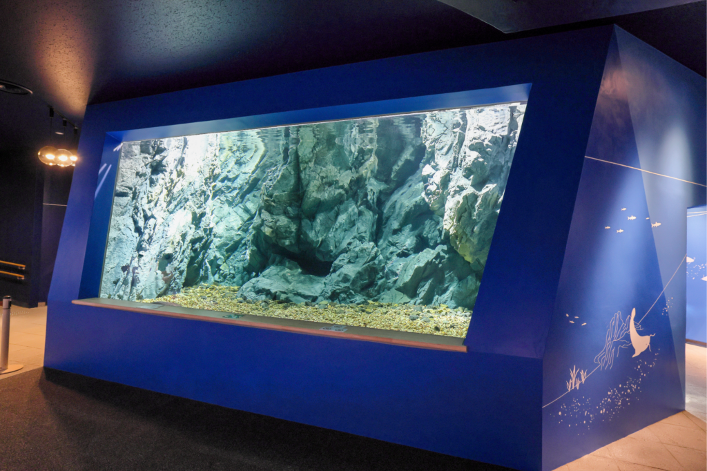 琵琶湖の住人 琵琶湖博物館開館30周年。新水槽など、見どころを解説 | web滋賀プラス